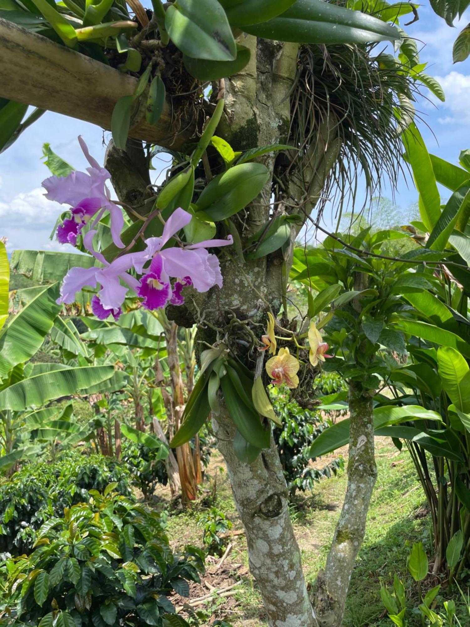 Hotel Boutique La Ceiba Quimbaya Exteriér fotografie